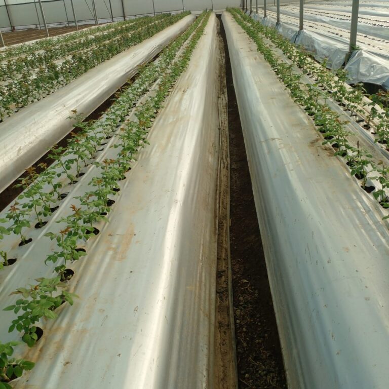 mulching paper in Kenya