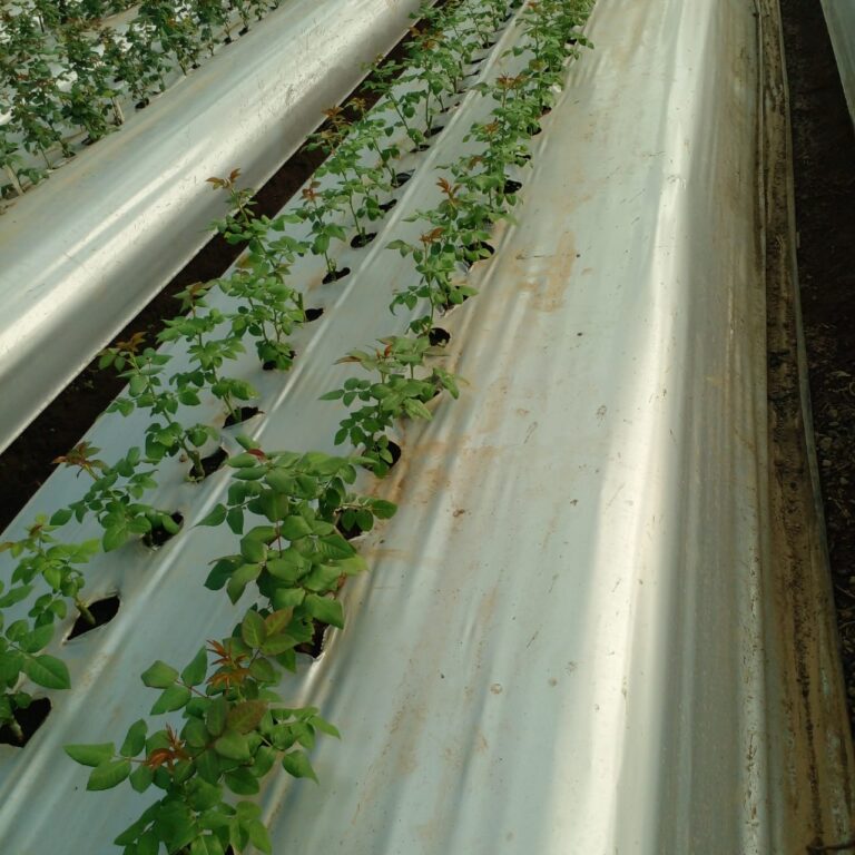 WhatsApp Image 2025-01-28 at 09.46.22_cf212e04