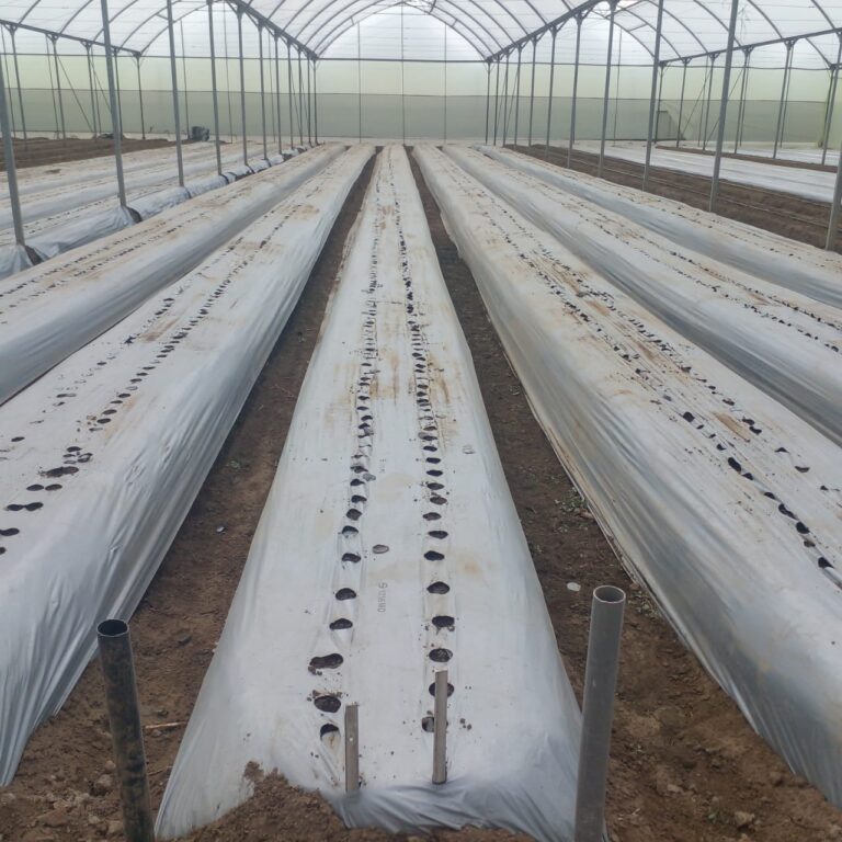 mulching paper in Kenya