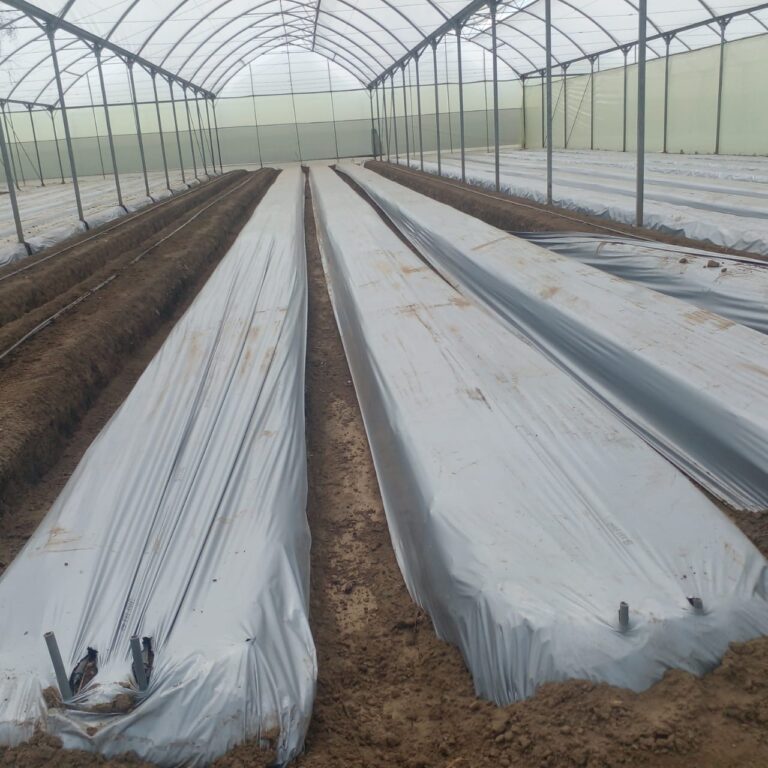 Mulching paper in Kenya