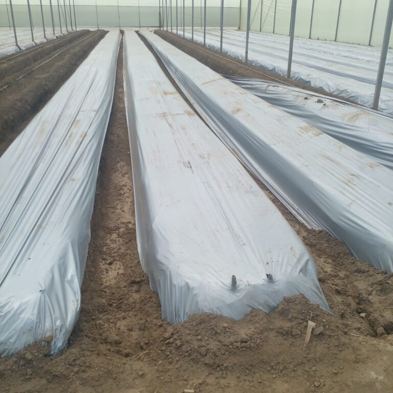 WhatsApp Image 2025-01-28 at 09.46.24_f3282795